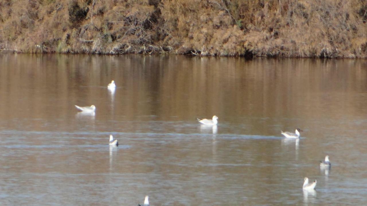 Vera Rental Torremar Natura Dış mekan fotoğraf